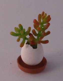 Sedum #1 by Hiroyuki & Kyoko