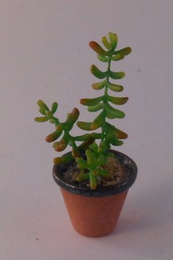 Sedum #2 by Hiroyuki & Kyoko