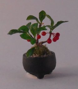 Japanese Ardisi #2 by Hiroyuki & Kyoko