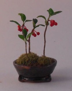 Japanese Ardisi #1 by Hiroyuki & Kyoko