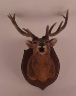 Fallow Diano Deer Trophy by Francesca Vernucio