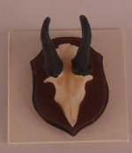 Bavarian Trophy by Francesca Vernucio