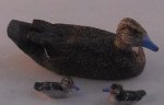 Pintail Hen Duck w/Chicks by Doug Guy