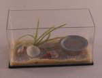 Hermit Crab Habitat by Alice Zinn
