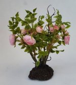 Rose Bush #1 by Gosia Suchodolska Rose Bush #1 by Gosia Suchodolska