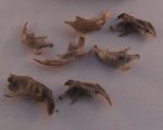 Natural History Collection Bones #1 by L.Delaney