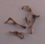 Natural History Collection Bones #2 by L.Delaney