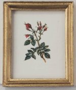 Botanical Painting #P3 by Christopher Whitford