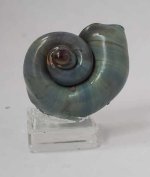 Shell #11 by Segio Segura