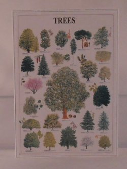 Trees Chart by Shepherds