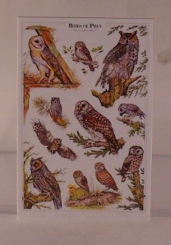 Owl Chart by Shepherds