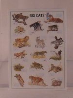 Big Cats Chart by Shepherds