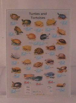 Turtles Chart by Shepherds