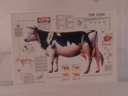 Cow Poster by Shepherds
