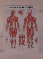 Muscular System Chart by Shepherds
