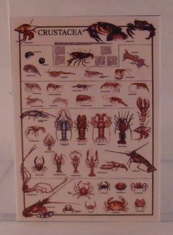 Crustacea Chart by Shepherds