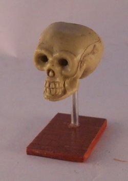 Skull Display by Carol Lester