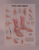 Foot Chart by Carol Lester