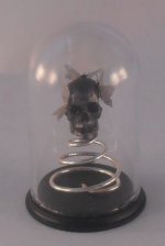 Glass Dome Natural History Skull #4 by Henry Bart