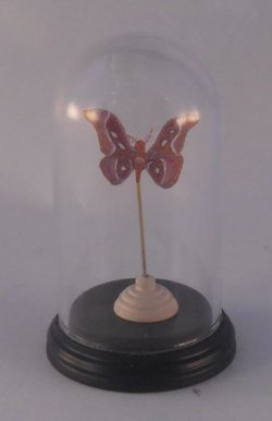Glass Dome Natural History Butterfly #50 by Henry Bart