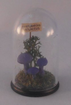 Glass Dome Natural History Mushrooms #17 by Henry Bart