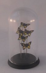 Glass Dome Natural History Butterfly #72 by Henry Bart