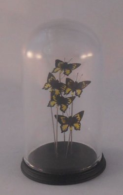 Glass Dome Natural History Butterfly #72 by Henry Bart