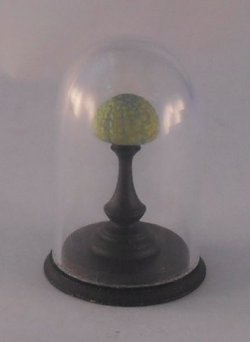 Glass Dome Natural History Seashell #20 by Henry Bart