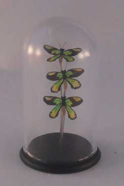 Glass Dome Natural History Butterfly #73 by Henry Bart