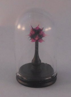 Glass Dome Natural History Orb #23 by Henry Bart