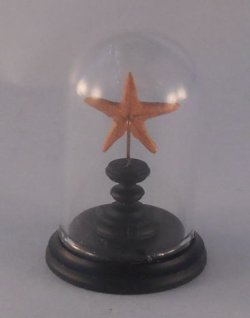 Glass Dome Natural History Star Fish #16 by Henry Bart
