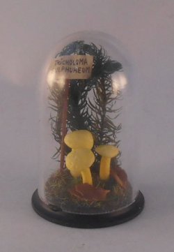 Glass Dome Natural History Mushrooms #1 by Henry Bart
