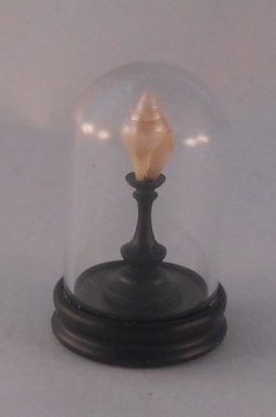 Glass Dome Natural History Seashell #41 by Henry Bart
