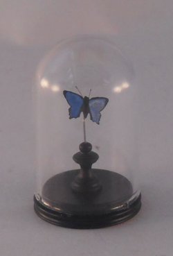 Glass Dome Natural History Butterfly #51 by Henry Bart