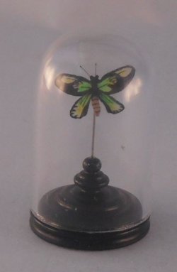 Glass Dome Natural History Butterfly #53 by Henry Bart
