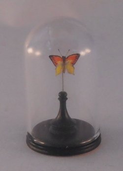 Glass Dome Natural History Butterfly #57 by Henry Bart