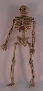 Skeleton #2 #E