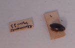 Insect #110 by Natural Historie