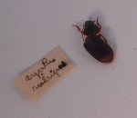 Insect #111 by Natural Historie
