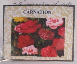 Flower Kit Carnation by Artistic Florals