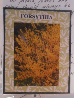 Flower Kit Forsythia by Artistic Florals
