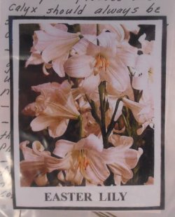 Flower Kit Easter Lily by Artistic Florals