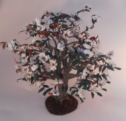 Magnolia Tree by Paula Gilhooley