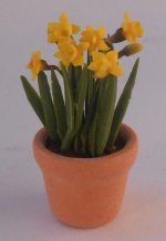 Daffodil in Clay Pot by Anna Wybranowska
