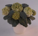 Hydrangea Limlight in White Pot by Anna Wybranowska