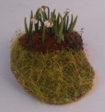 Snowdrops on Moss #1 by Anna Wybranowska