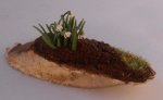 Snowdrops on Moss #2 by Anna Wybranowska