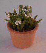 Snowdrops in Clay Pot by Anna Wybranowska