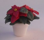 Poinsettia in White Pot by Anna Wybranowska