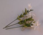 Lily by Marie Claude